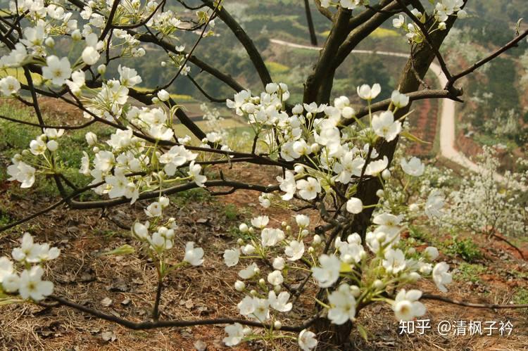 南行看梨花新津梨花溪