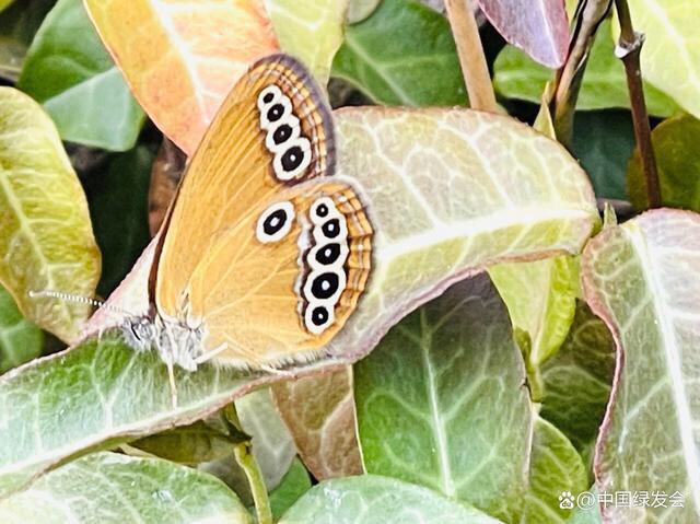 爱珍眼蝶——江苏连云港中云台山中的美丽精灵|邻里生物多样性保护