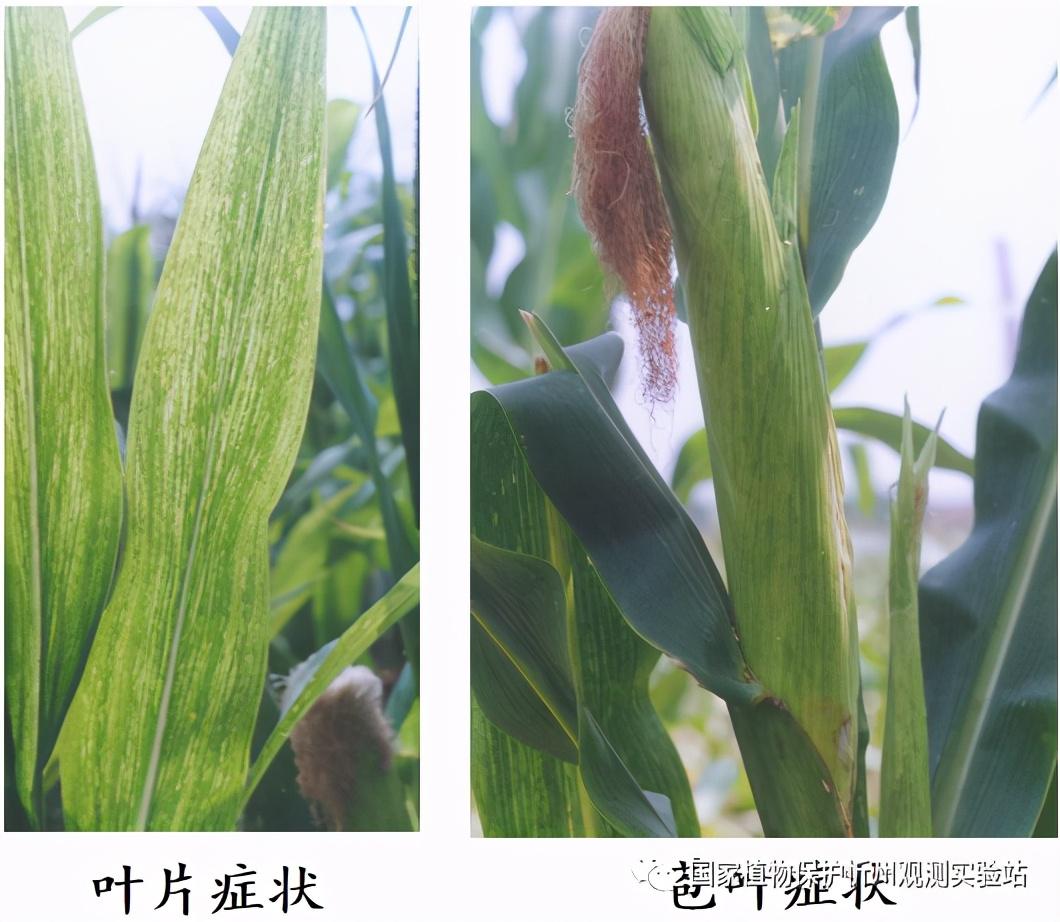 玉米矮花叶病毒
