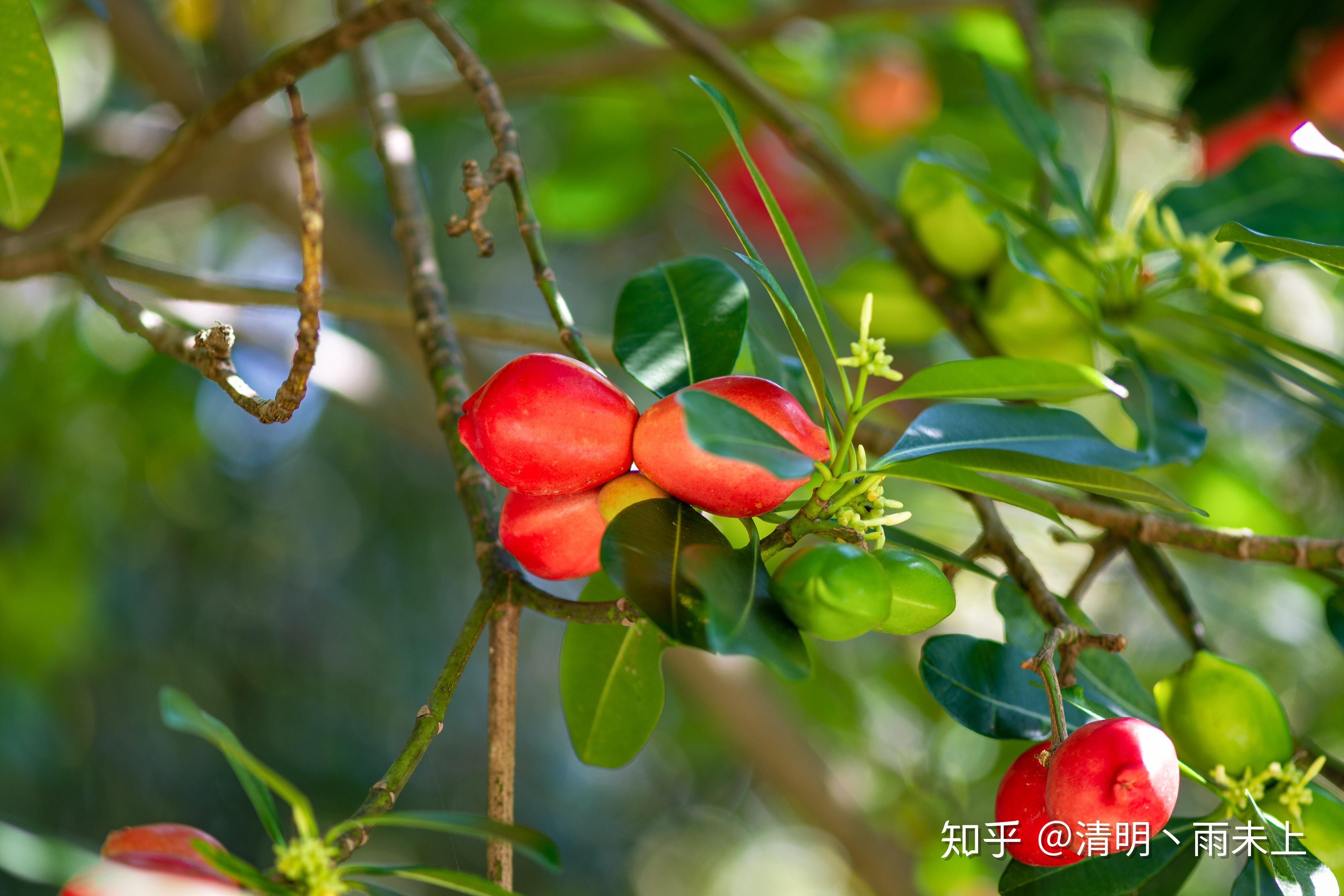 植物园之行第十一季玫瑰木