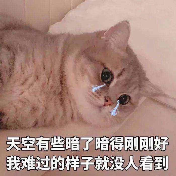 猫咪emo表情包|网抑云时间到～ - 知乎