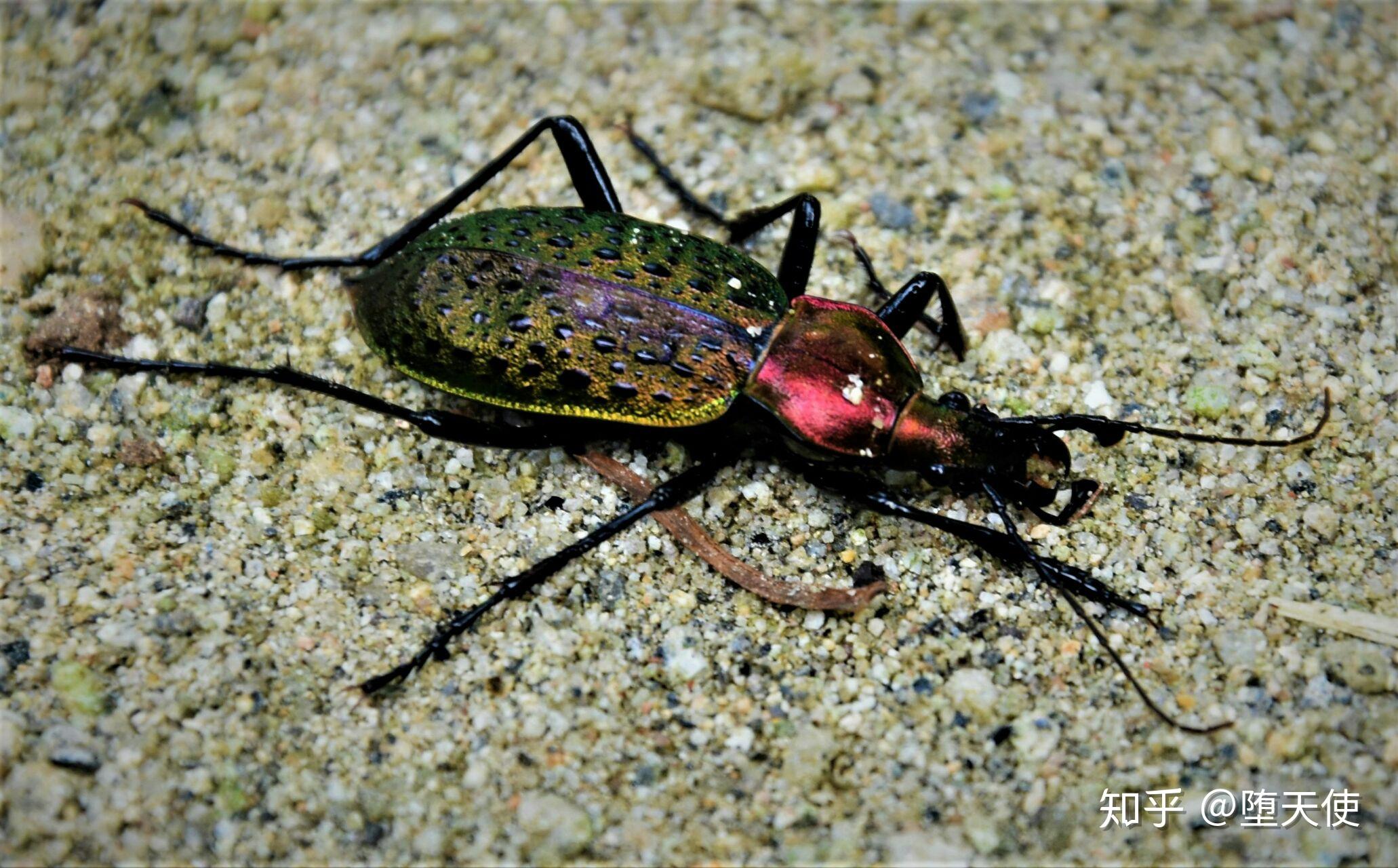cicindela sachalinensis morawitz, 萨哈林虎甲↓黑光盾猎蝽↓茶褐盗