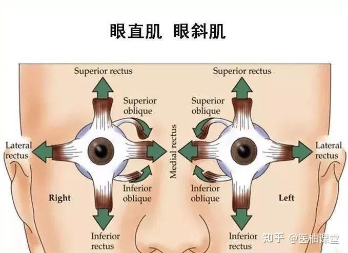 解剖 眼肌及其支配神经一览