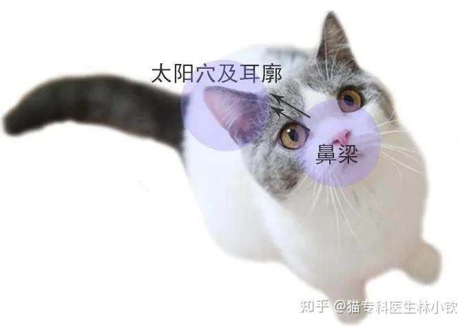 v2-97aeef104ffbd5dd0edf78ea4c2b975d_r.jpg