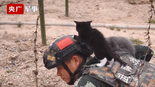 中国第一批军猫是打算萌死敌人吗