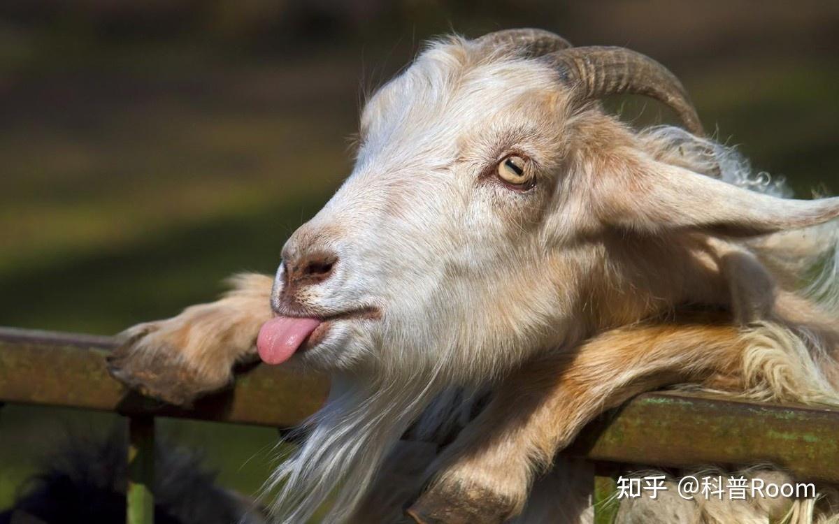 色欲的化身?为何在中国象征吉祥的山羊,在西方却成了淫乱恶魔? - 知乎