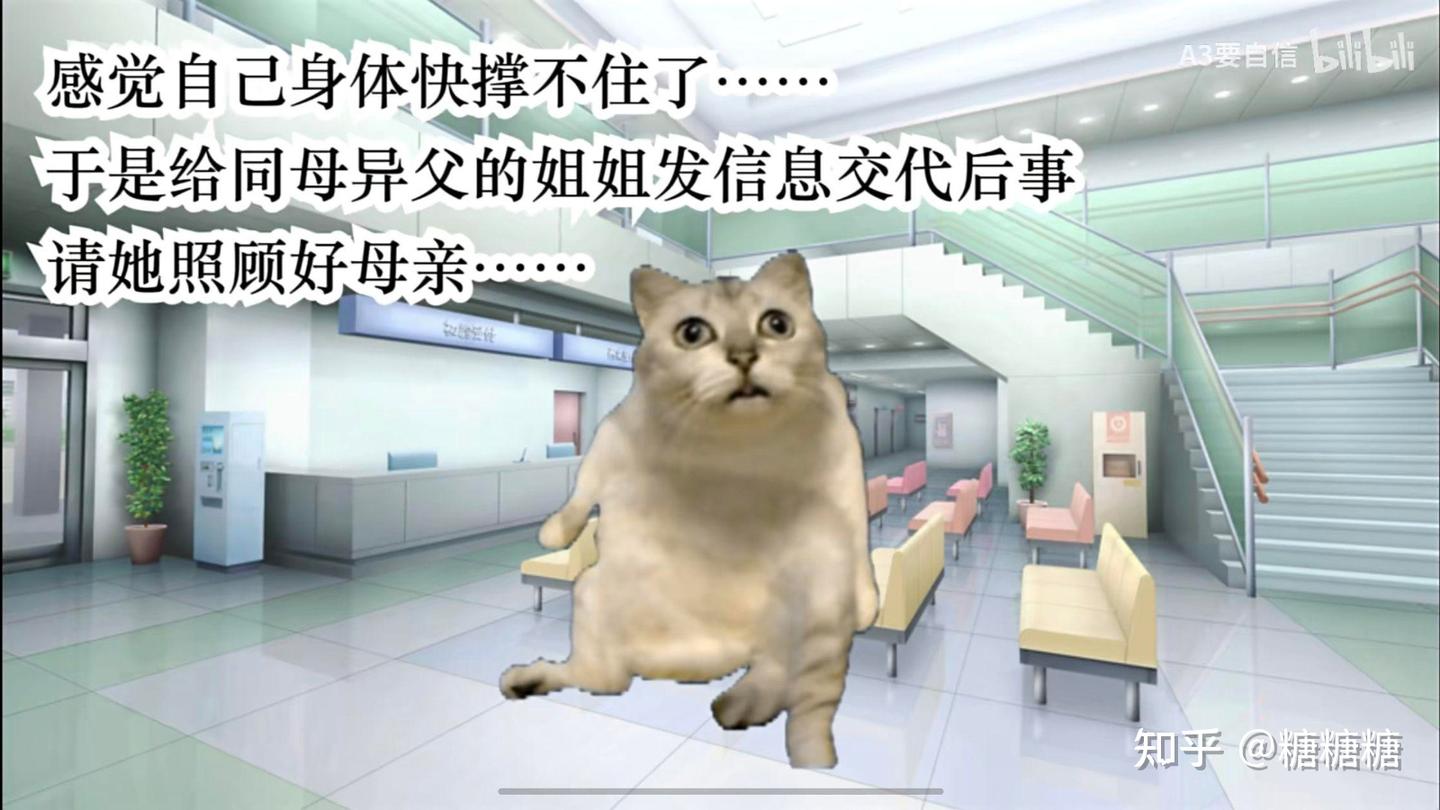 心理学视角下看猫meme表情包的爆火- 知乎