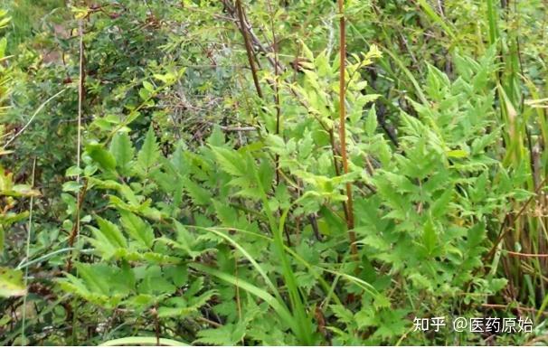 带你识别升麻 - 知乎