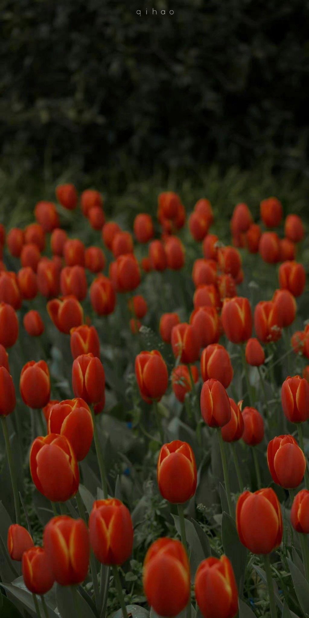球有花花草草的唯美壁纸