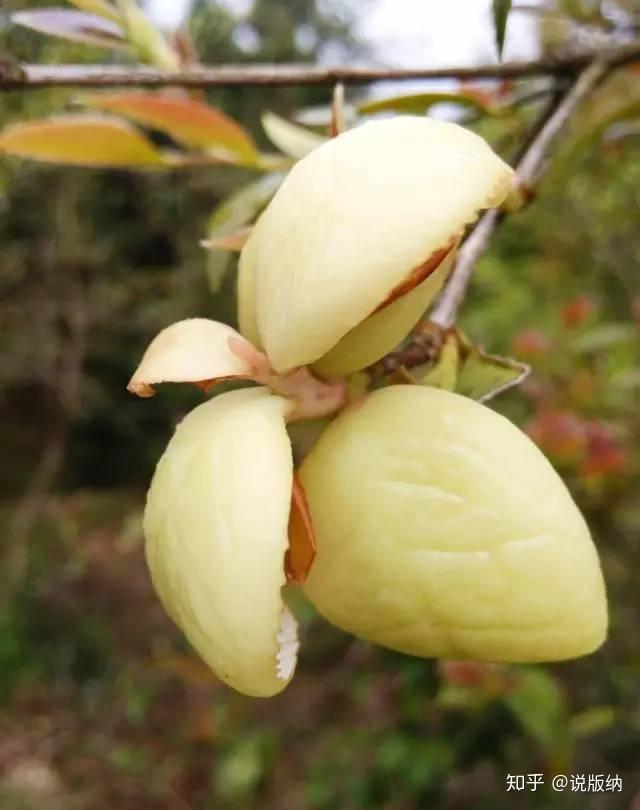 来看看我们云南的各种泡儿