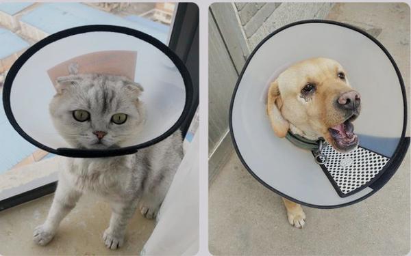 欢宠网 伊丽莎白圈