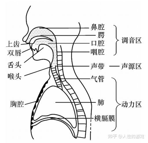 共鸣器官由口腔 咽腔 鼻腔和胸腔构成 信 息 信息 知乎