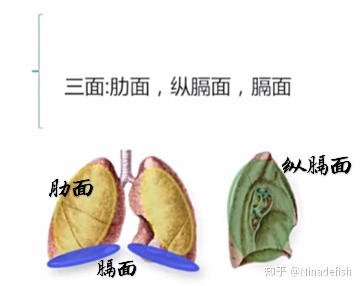 肺肋面图片