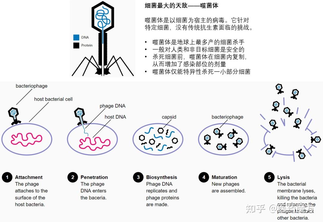 以毒抗菌噬菌体疗法公司完成4075万美元b轮融资有望突破抗生素耐药