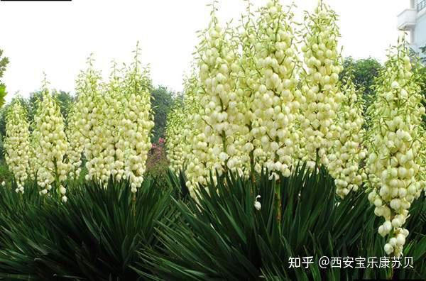 丝兰这个词，我不说，你肯定也没听过！！！ - 知乎