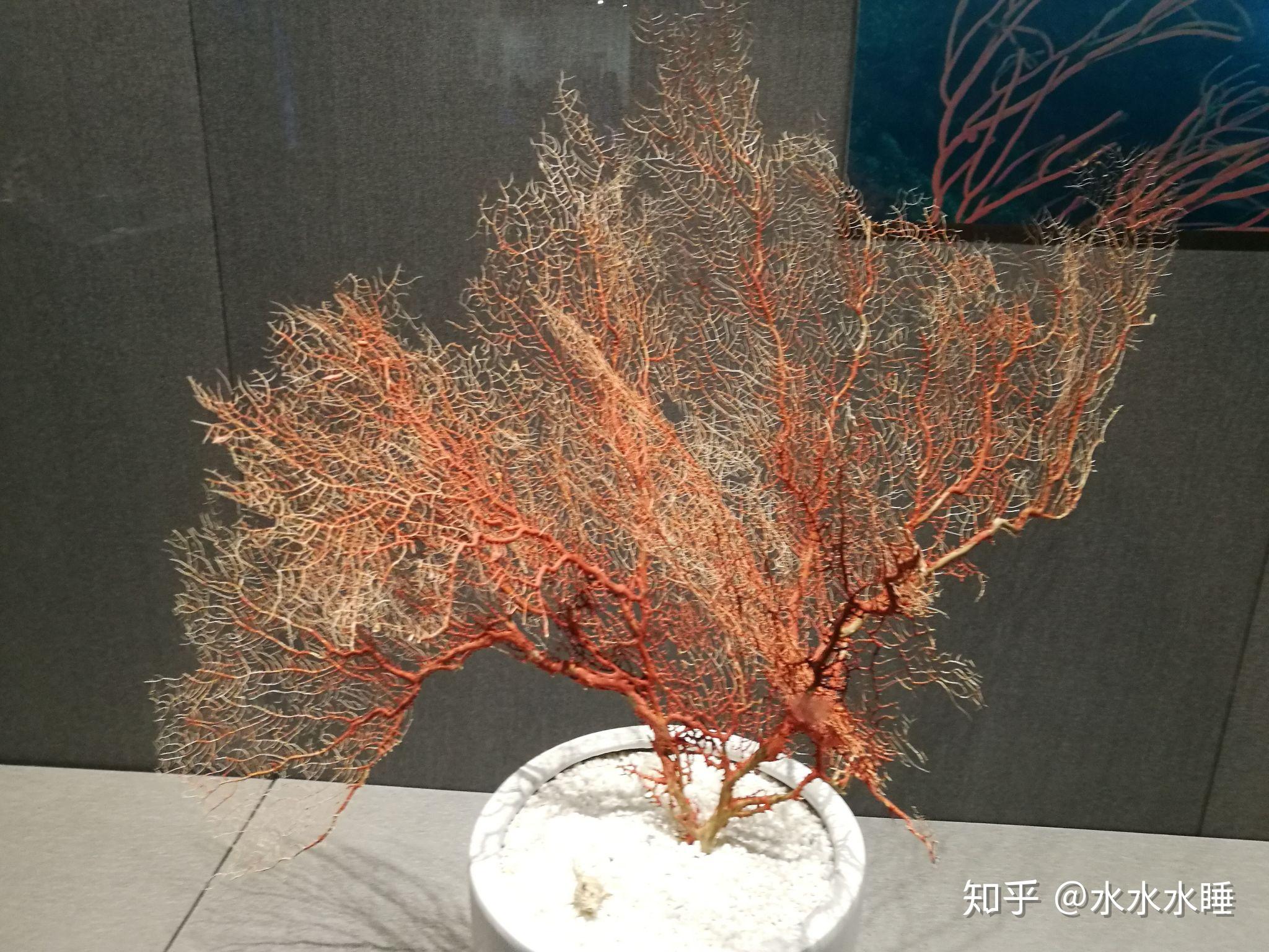 河北省博物館海上花浙江自然博物館館藏珊瑚展