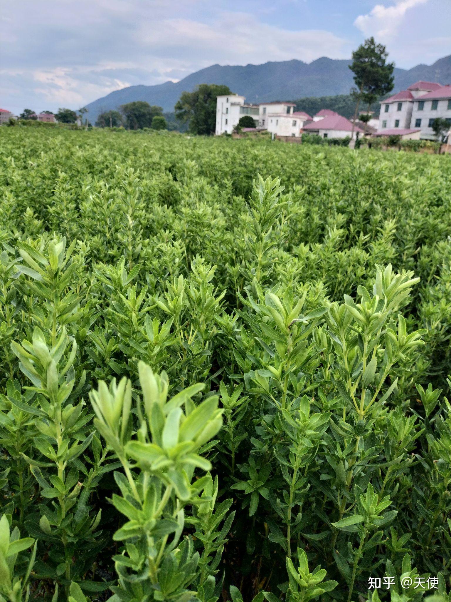 甜叶菊图片 种植图片