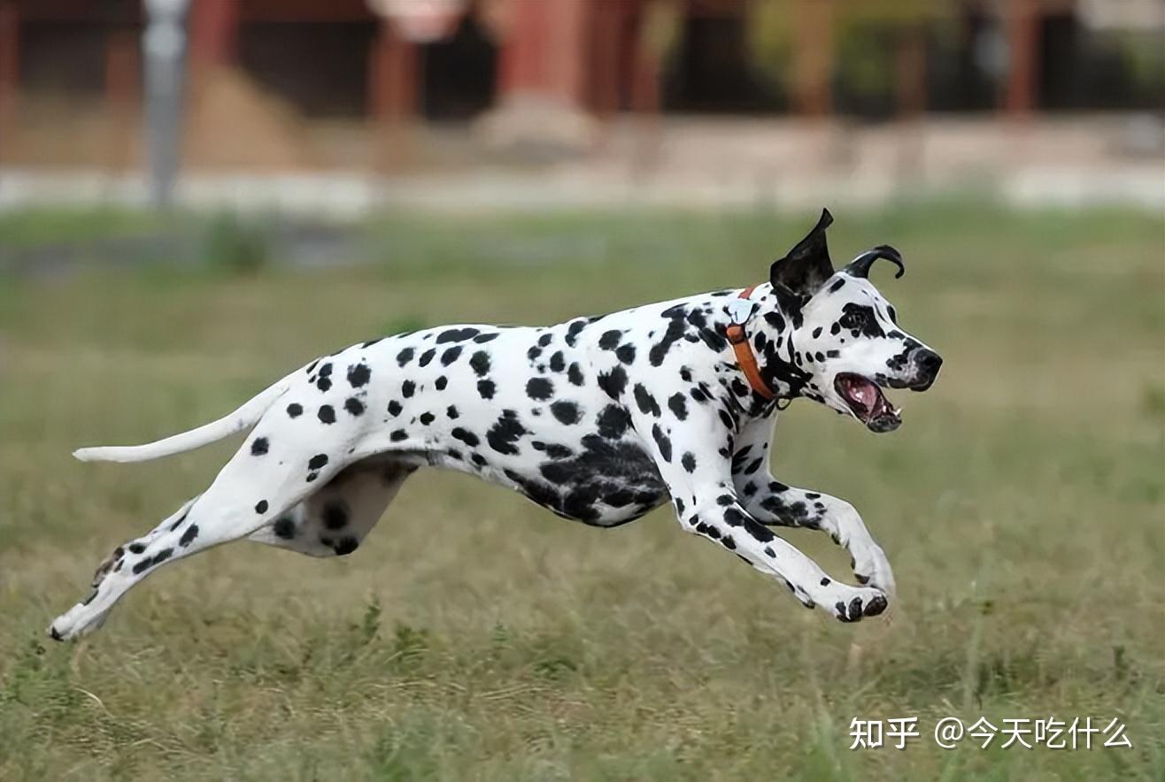 大麦町犬多少钱一只图片