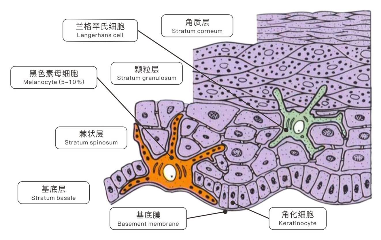 JAMSTEC明确在金属腐蚀过程中参与腐蚀的微生物会发生显著变化 - 客观日本