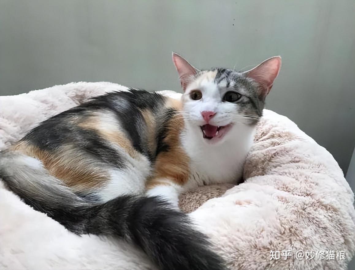 养了“三花猫”3个月后,讲一讲我的真实感受 - 知乎