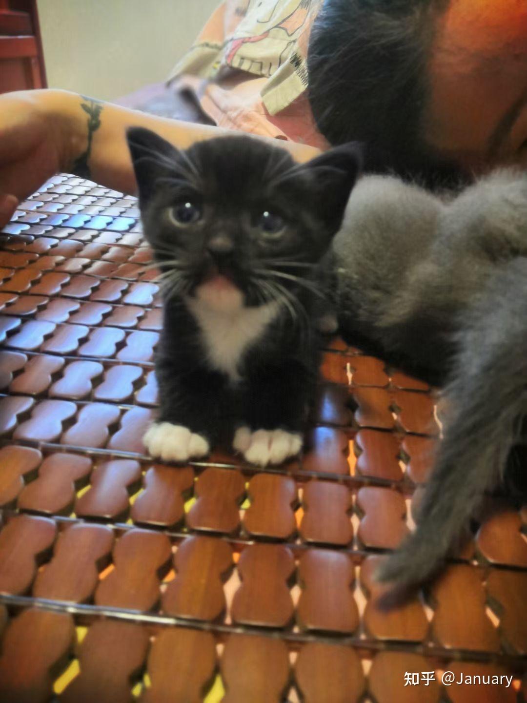 蓝猫和黑白配种到底会生出什么