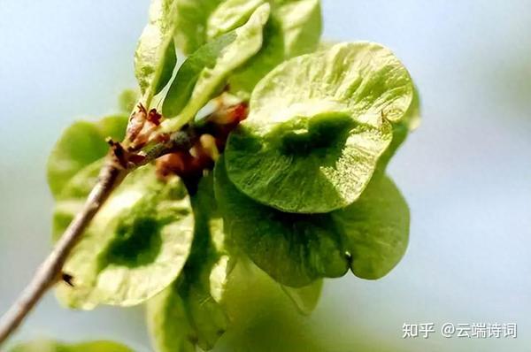 一树榆钱满院香,十首有关榆钱的诗词,让你瞬间找回童年的味道! - 知乎