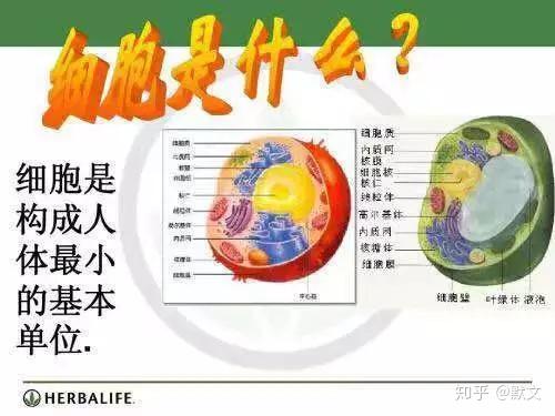 修复激活再生人体细胞和dna让人年轻20到25岁的秘密揭晓