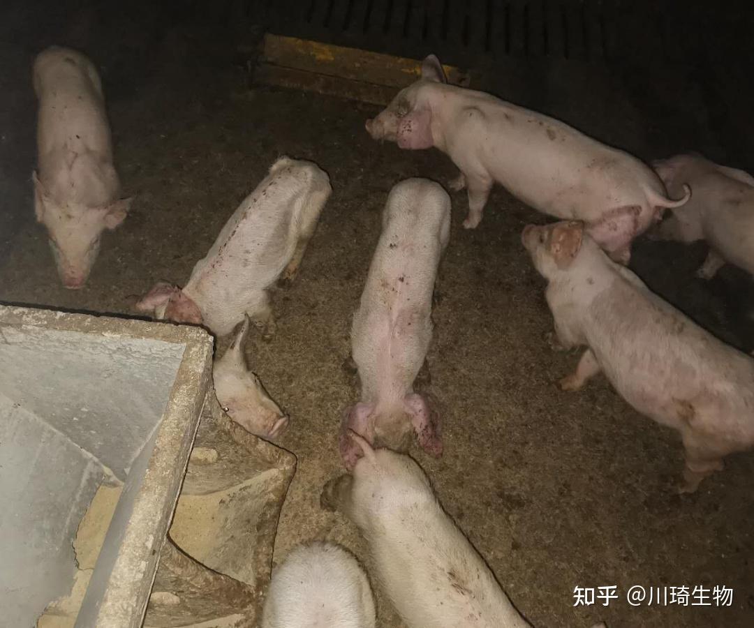 胎死腹中,难交配等繁育阻碍(2),对非母猪而言主要是呼吸道症状