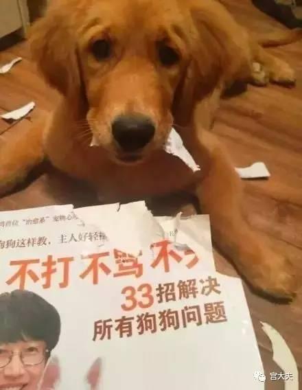 汪汪界的 黑美人 这些猎犬 黑棕色才是王道 知乎