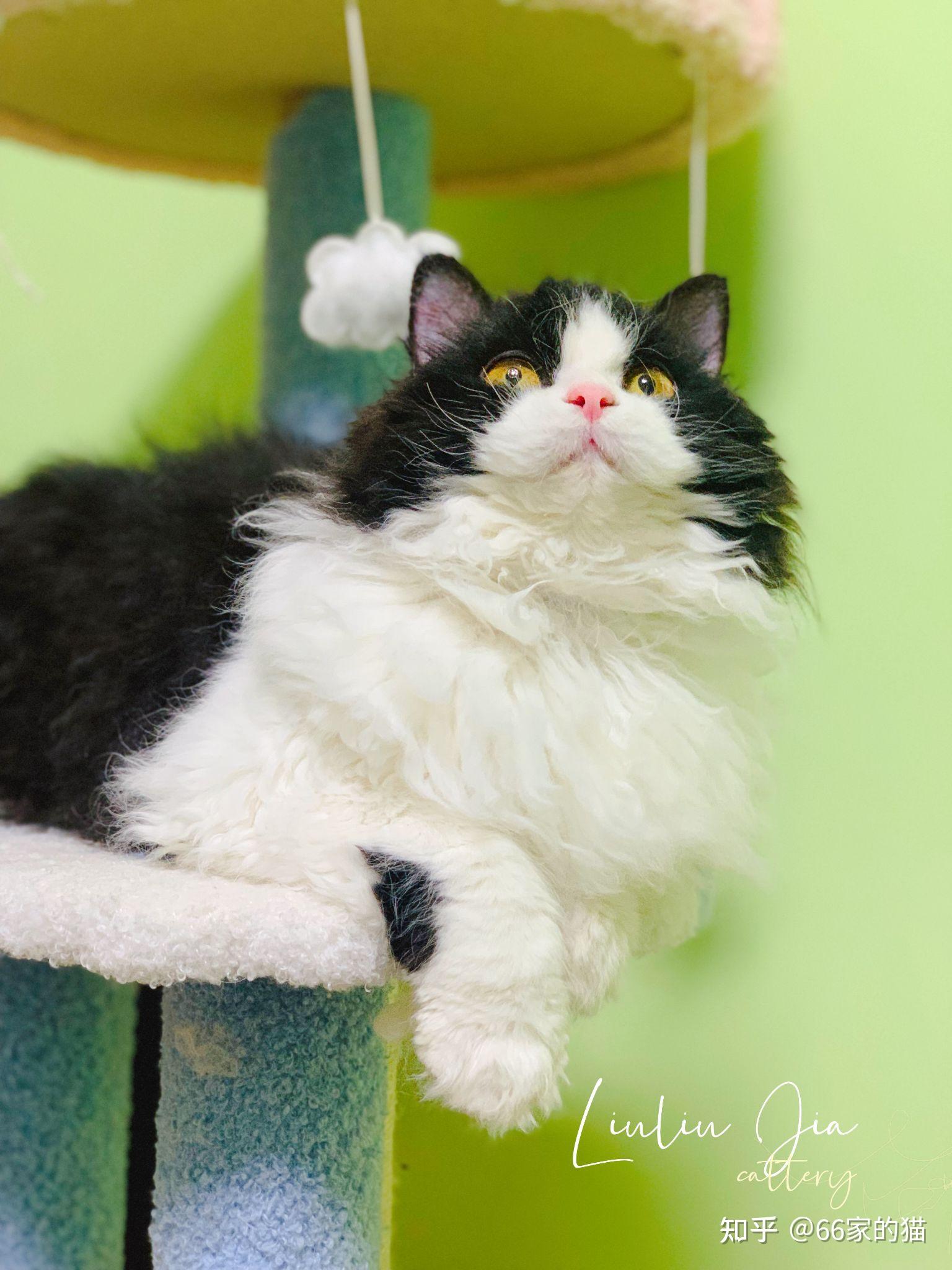 66家的猫塞尔凯克卷毛猫