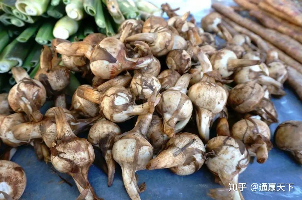 你知道茨菰吗?中国哪里的茨菰最好吃? - 知乎