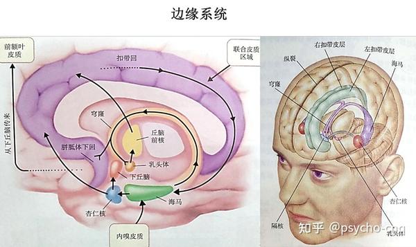 神经系统结构 - 知乎