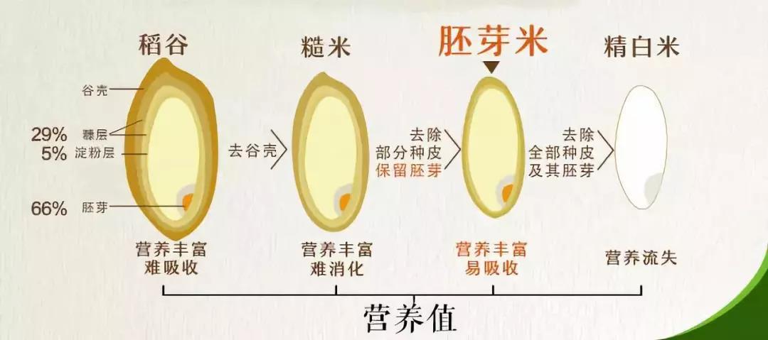 稻米结构图片