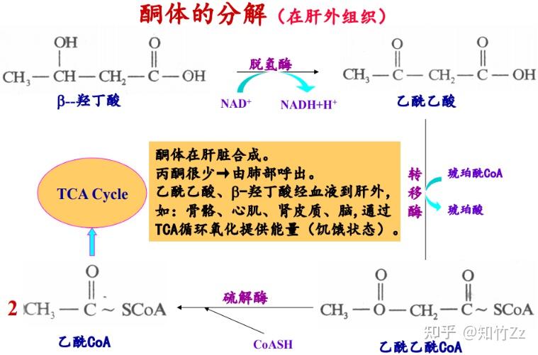 生物化学高频考点(六十四)之酮体代谢内容及思维导图 - 知乎