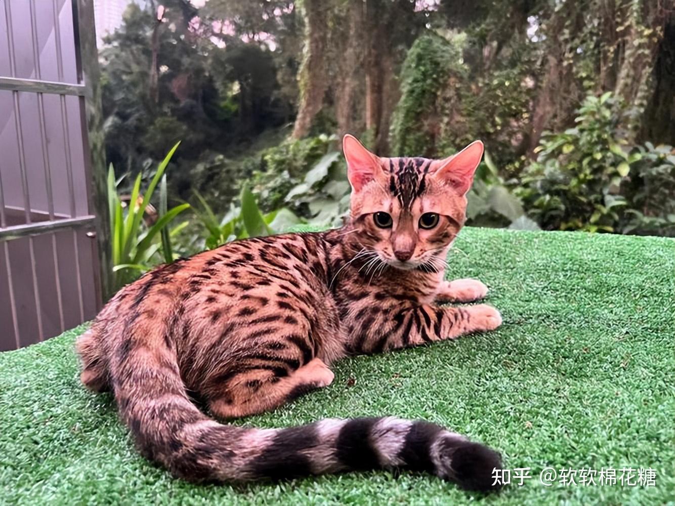 盘点八种"大体型"宠物猫:缅因布偶上榜!大橘:有礼貌但不多! - 知乎
