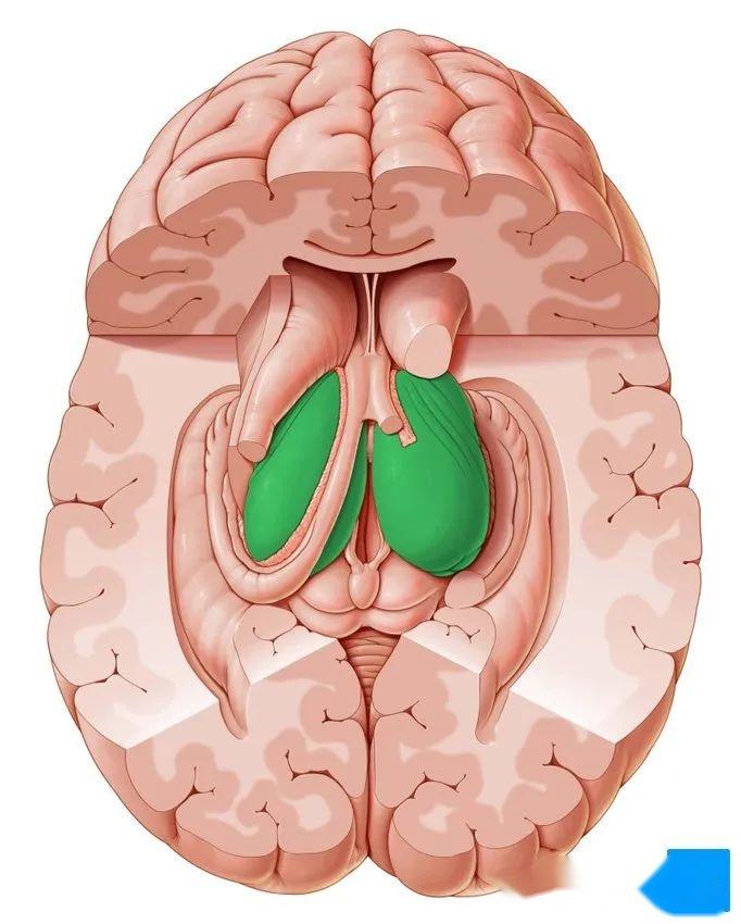 丘脑 立体图片