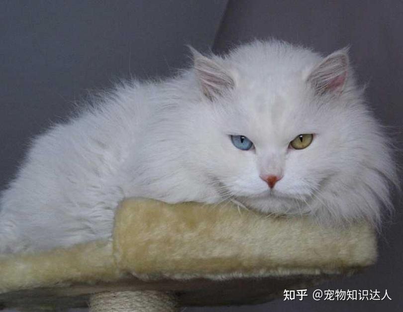 为什么养“狮子猫”的人少?说多都是泪! - 知乎