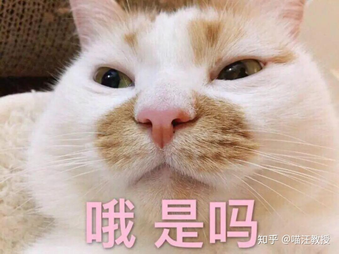 猫怎么才能发腮？ - 知乎