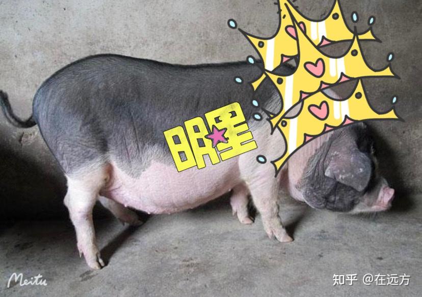 如果荣昌猪是带货主播能把什么东西卖成爆款