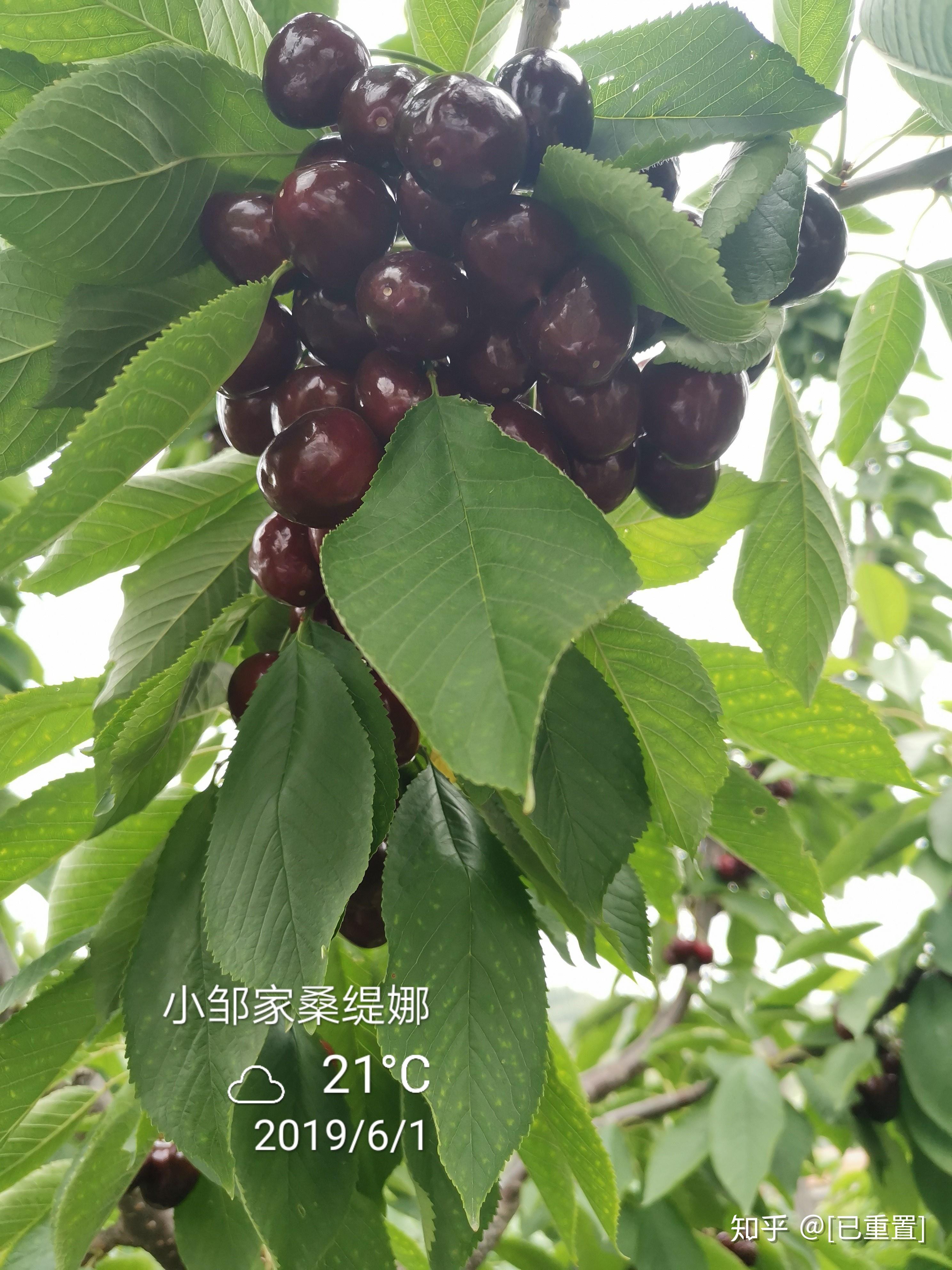 桑提娜桑提美大樱桃苗中熟优品自花结实耐地温抗晚霜