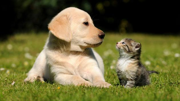 震惊 蜂蜜对狗狗竟然有这种作用 知乎