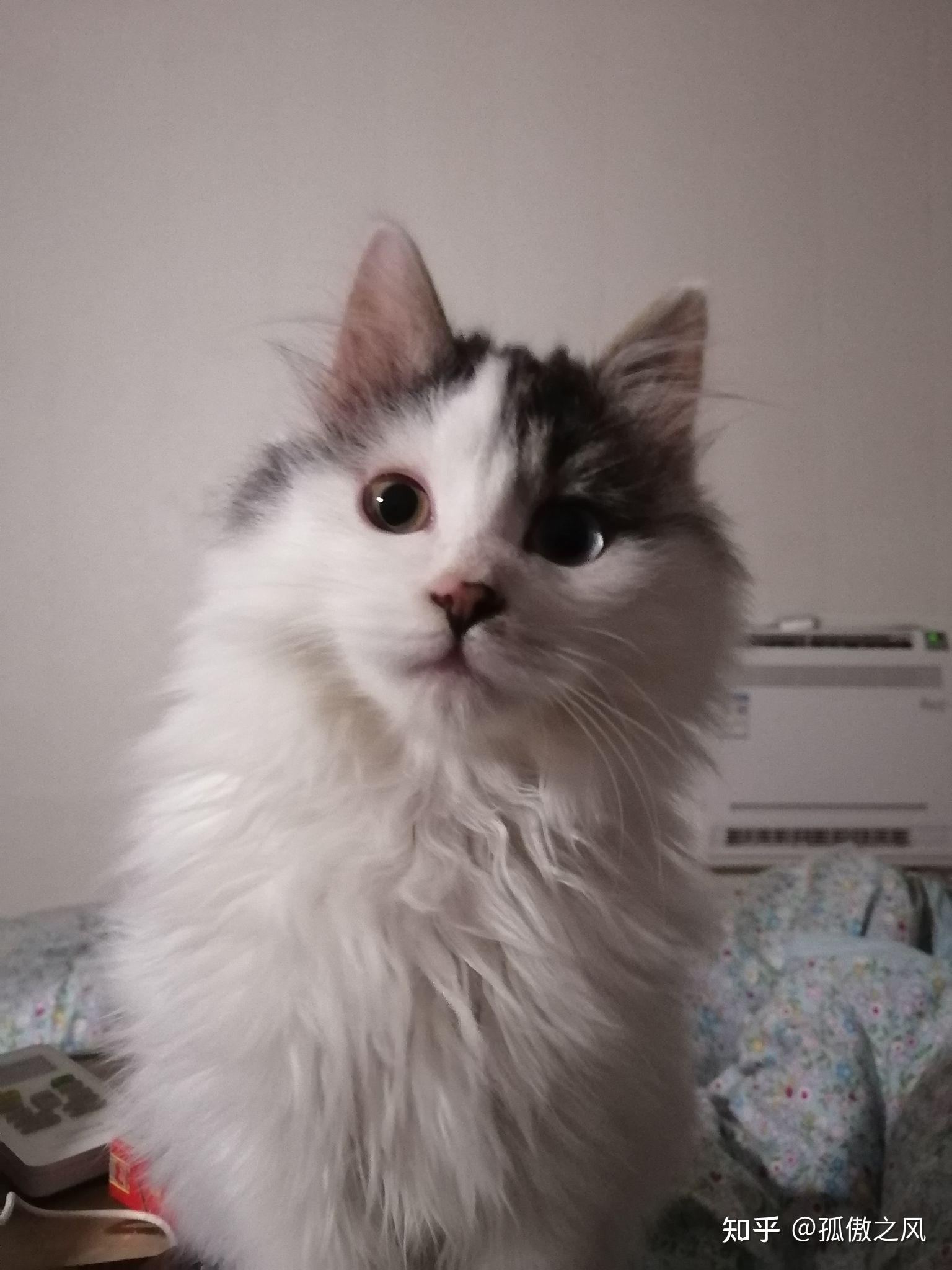 布偶和狮子猫串串是什么样子呀