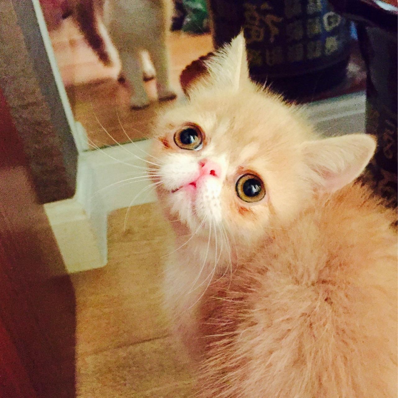 猫可以萌到什么程度? - bonjour1986 的回答