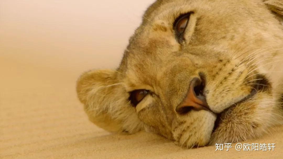 玲珑动物 v2-984127671e19698aa8a8b39d4f7d3419_r.jpg