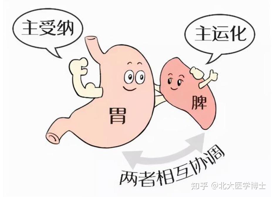 吃什么健脾？ - 知乎