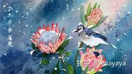 手绘插画 花语 十二月人间情 知乎