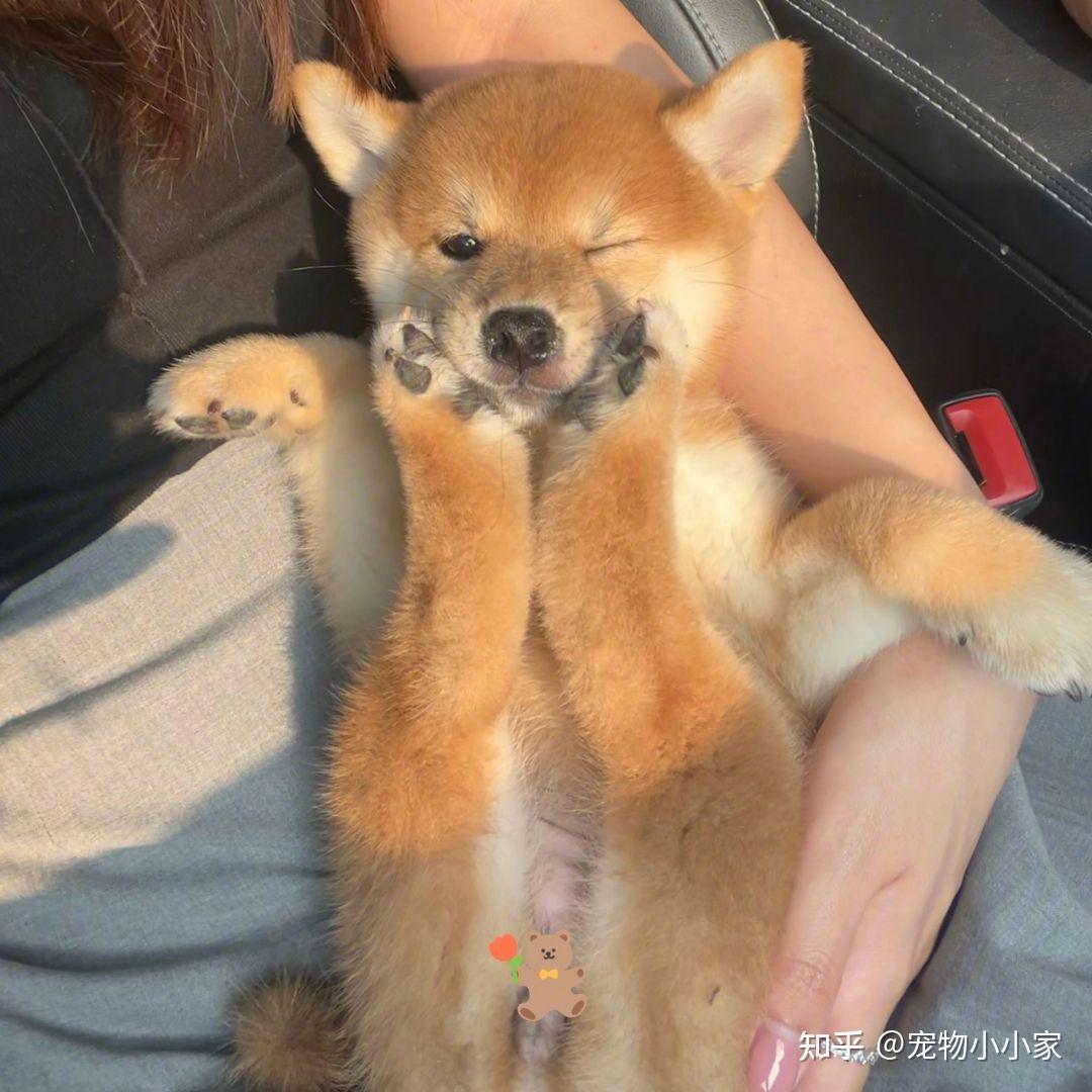 “小八嘎”柴犬为什么这么受欢迎?原因还是得看这几点! - 知乎