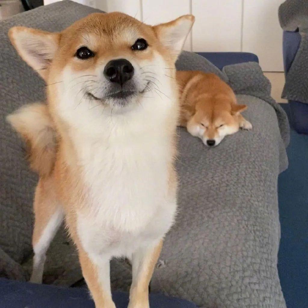 飞机耳会传染网友家两只柴犬居然都会做