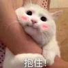 如何以 猫知道一切 为开头写一个小故事 知乎 如何以 猫知道一切 为开头写一个小故事 知乎