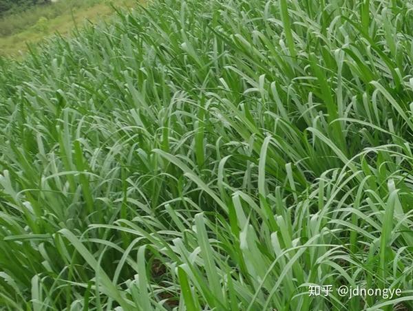 台湾甜象草是目前优质高产牧草之一